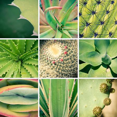 Cactus and plants collage