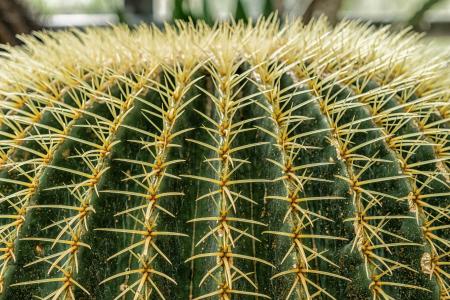 Cactus Closeup