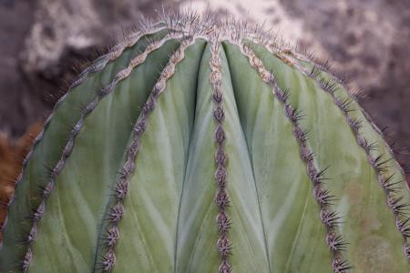 Cactus Closeup