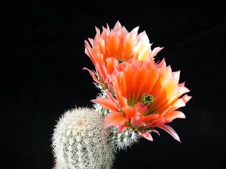 Cactus Flower