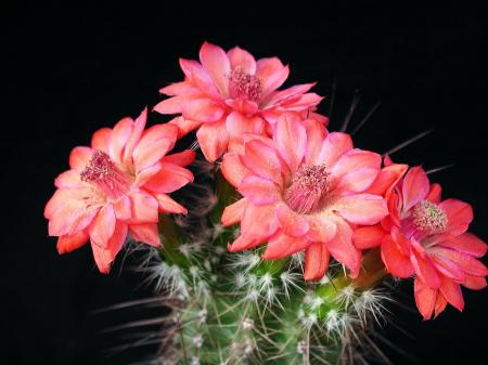 Cactus Flowers