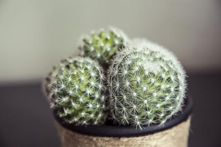 Cactus in a handmade pot