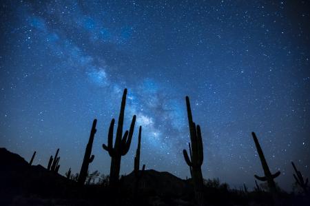 Cactus in the Desert