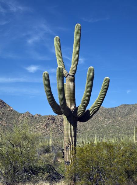 Cactus in the Desert