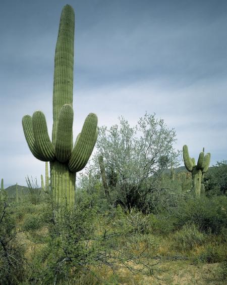 Cactus in the Desert