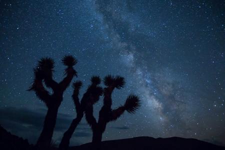 Cactus in the Desert