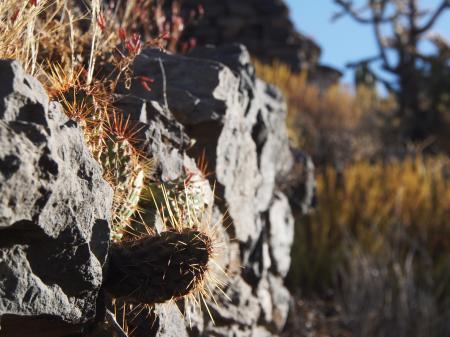 Cactus on rocks