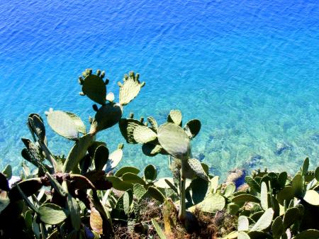 Cactus on the Shore