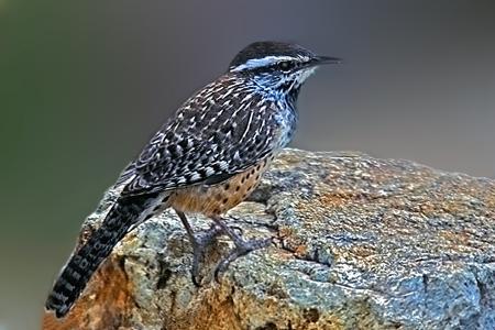 Cactus Wren