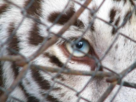 Caged Tiger