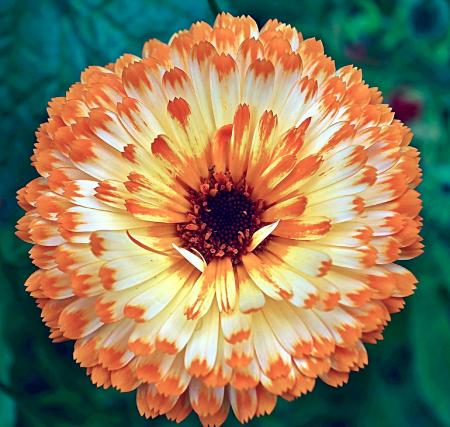 Calendula in the Garden