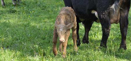 Calf