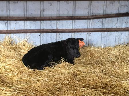Calf in stall