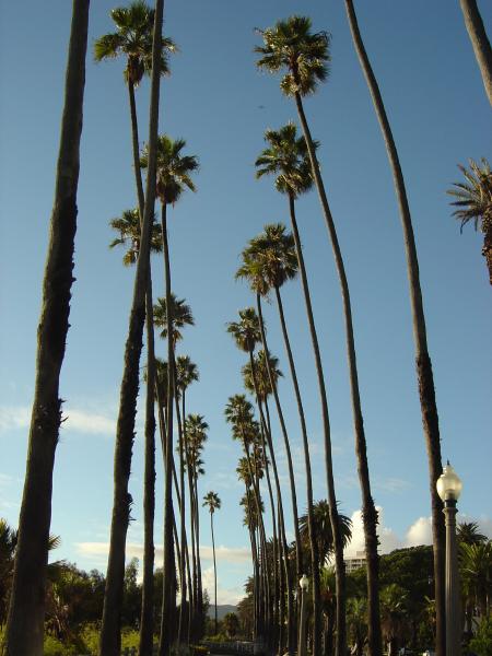 Palm Trees