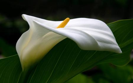 Calla Flower