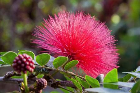 Calliandra Haematocephala