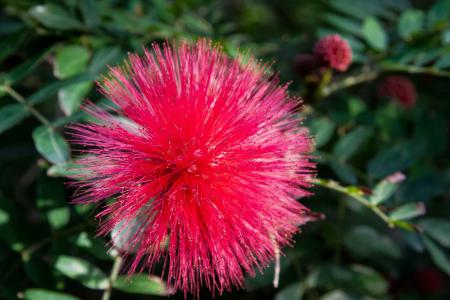 Calliandra Haematocephala