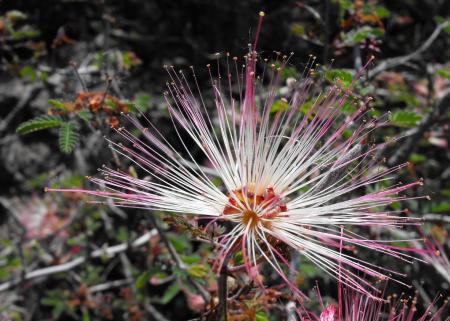 Calliandra in the Garden