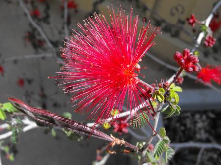 Calliandra