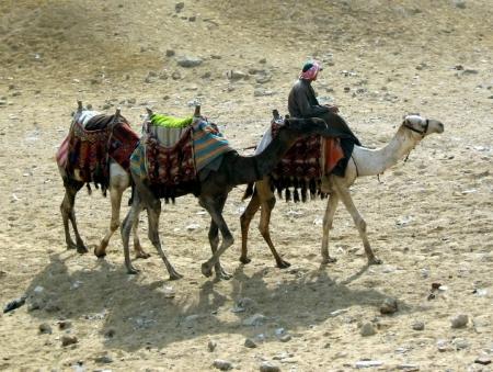 Camel Herder