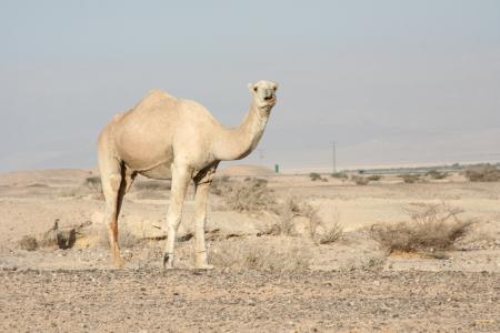 Camel in the Desert