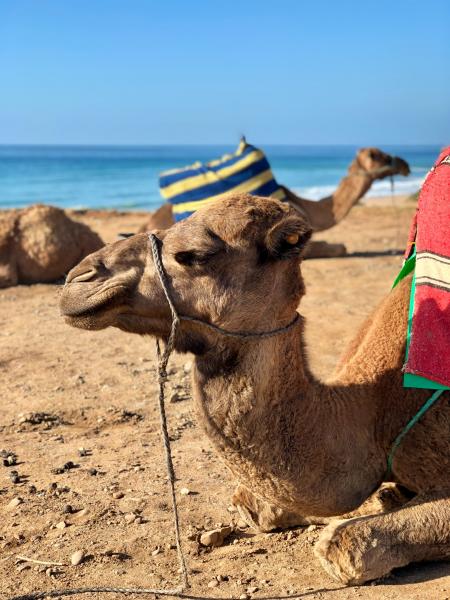 Camel Resting By The Shore