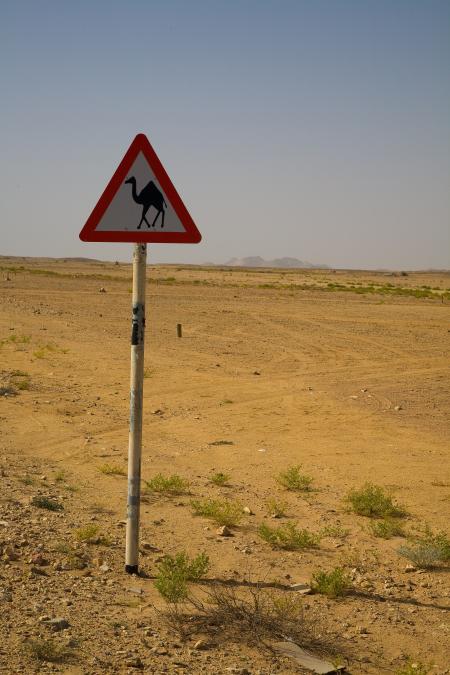 Camel Sign