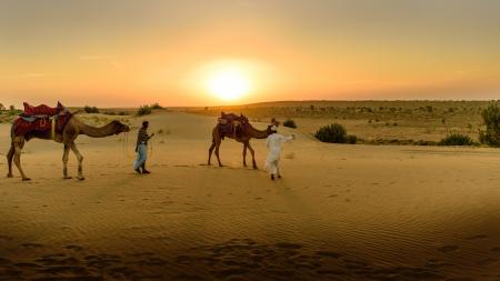 Camels in the Desert