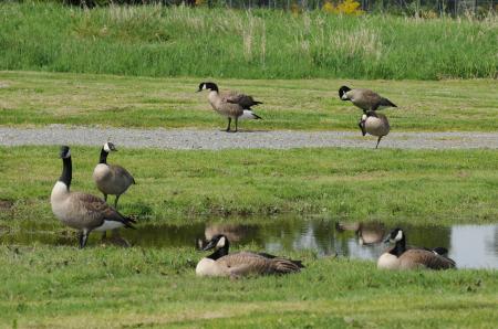 Canada Geese with pond 2