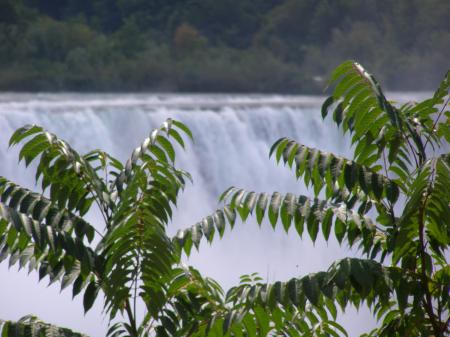 Canada - Niagara Falls - Water - Trees