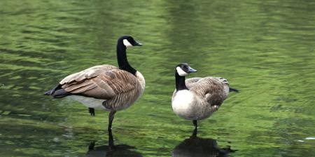 Canadian Geese