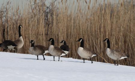 Canadian Geese