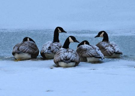 Canadian Geese