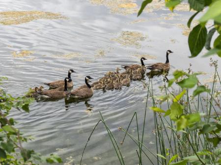 Canadian Geese