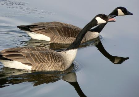 Canadian Geese