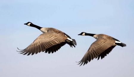 Canadian Goose