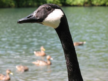 Canadian Geese