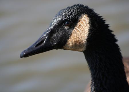 Canadian Goose