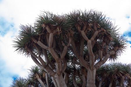 Canary Island Dragon Tree