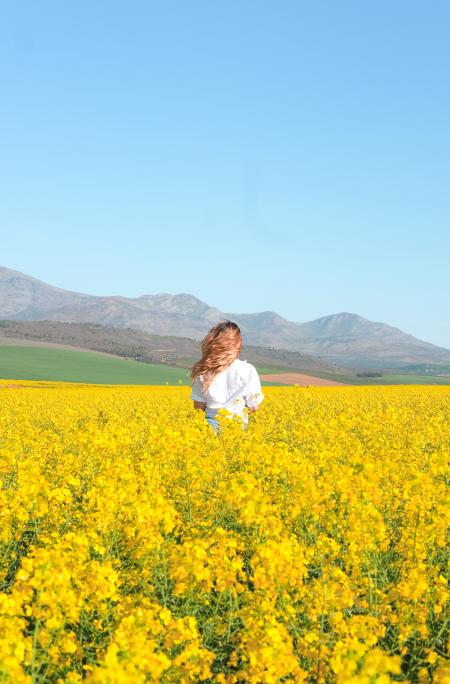 Canola Field