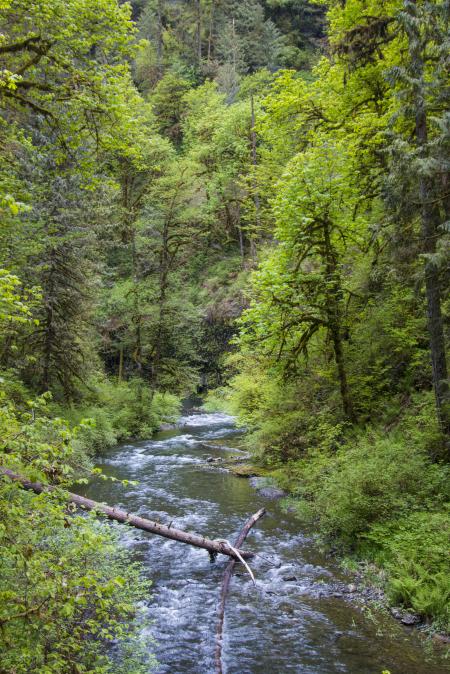 Canyon Trail, Silver Creek Park, Oregon