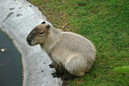 Capybara - world's biggest rodent