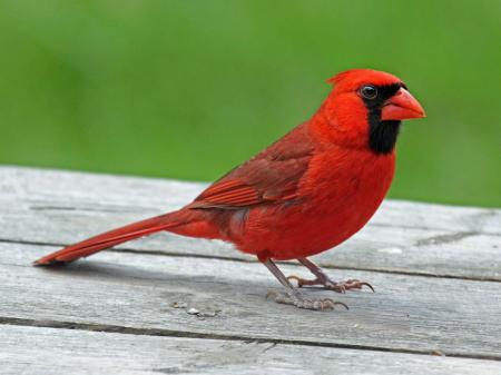 Red Cardinal