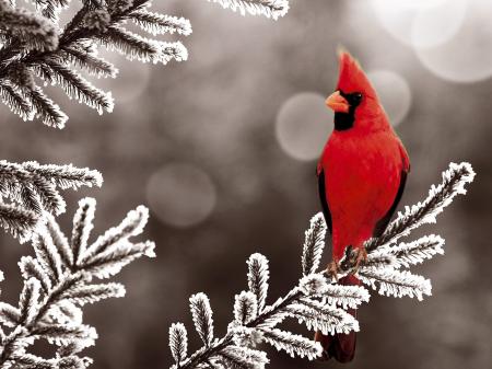 Cardinal in Winter