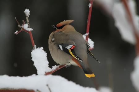 Cardinal on the Tree