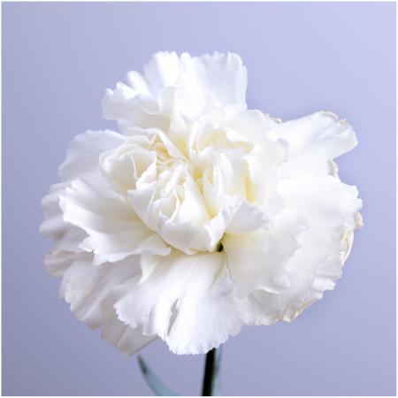 Carnation