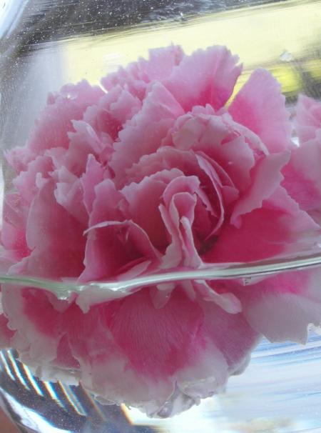 Carnation Close-up