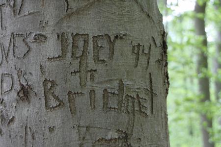 Carved in tree