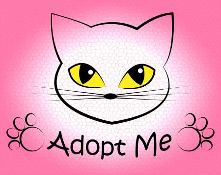 Cat Adoption Shows Kitten Kitty And Felines