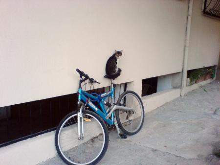 Cat and bicycle